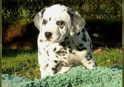 Ondra vom Teutoburger Wald