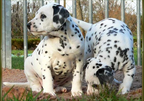 Ozone & Ondra vom Teutoburger Wald