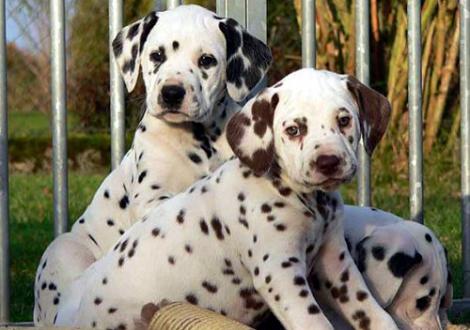 Bilder von unserem O-Wurf