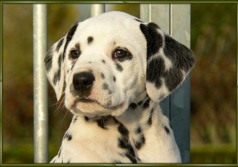 Unser kerniger Rüde: Ozone vom Teutoburger Wald