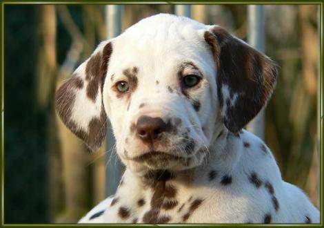 Ohara vom Teutoburger Wald