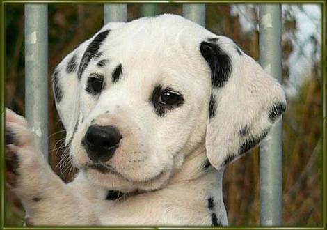 Omana vom Teutoburger Wald