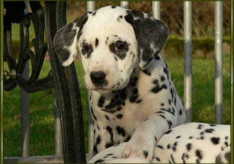 Ondra vom Teutoburger Wald