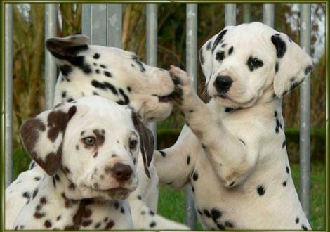 Ohara, Ozone, Omana vom Teutoburger Wald