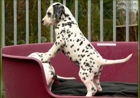 Ondra vom Teutoburger Wald