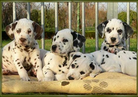 Ohara, Ozone, Omana, Ondra vom Teutoburger Wald