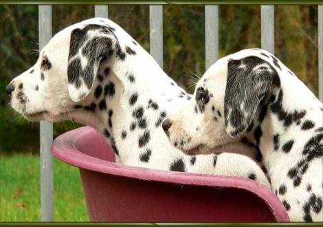 Ozone & Ondra vom Teutoburger Wald