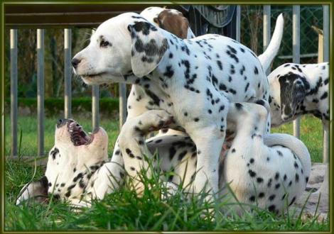 Obonya & Ozone vom Teutoburger Wald