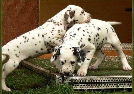 Ohara & Ozone vom Teutoburger Wald