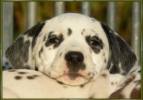 Ondra vom Teutoburger Wald