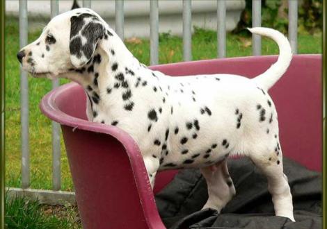 Ozone vom Teutoburger Wald