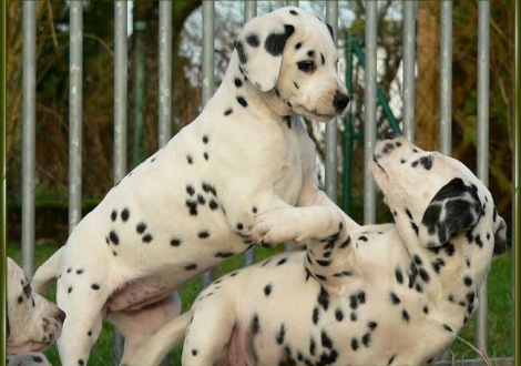 Omana & Ozone vom Teutoburger Wald