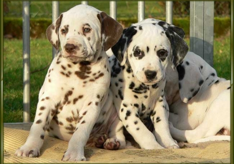 Ohara & Ondra vom Teutoburger Wald