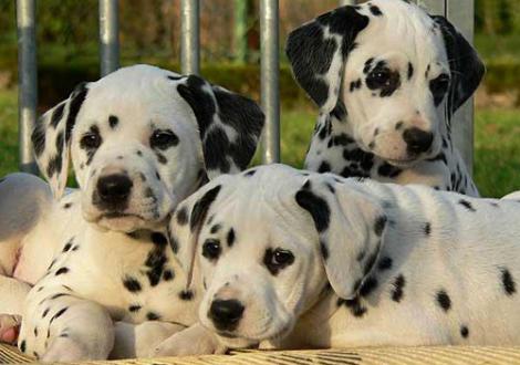 Bilder von unserem O-Wurf