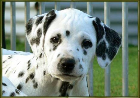 Unser kerniger Rüde: Ozone vom Teutoburger Wald