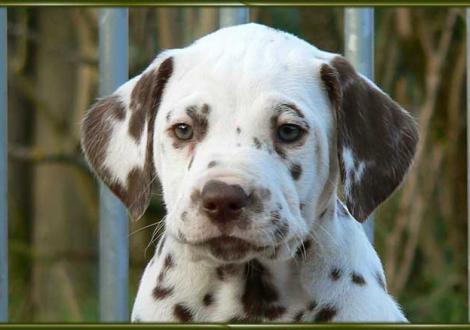 Ohara vom Teutoburger Wald