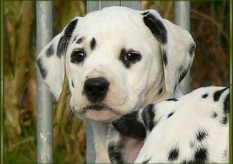 Omana vom Teutoburger Wald