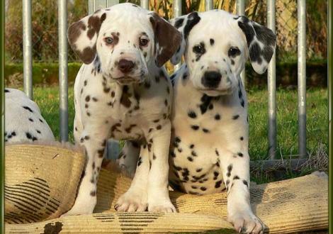 Ohara & Ozone vom Teutoburger Wald