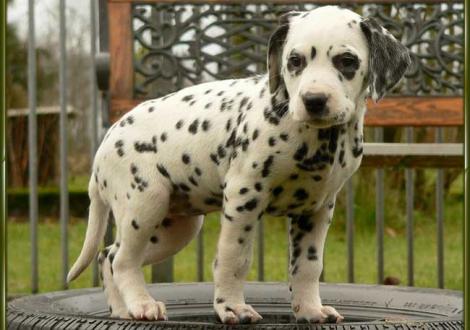 Ondra vom Teutoburger Wald