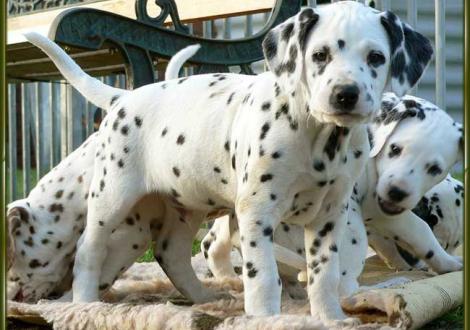 Ozone vom Teutoburger Wald