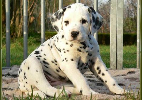 Obonya vom Teutoburger Wald