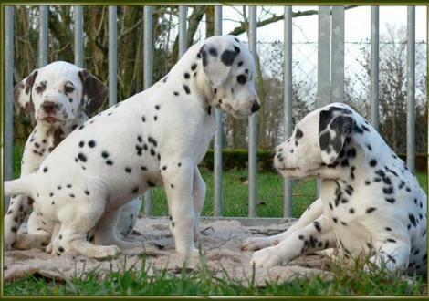 Ohara, Omana, Ozone vom Teutoburger Wald