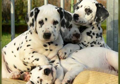 Ozone, Omana, Ohara, Ondra vom Teutoburger Wald