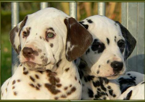 Ohara & Ondra vom Teutoburger Wald