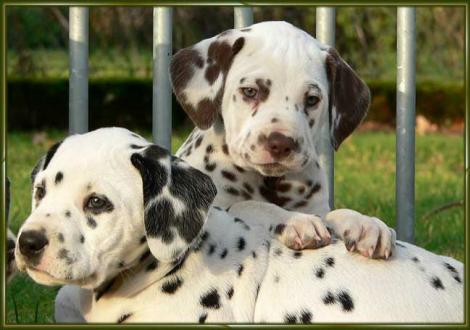 Ozone & Ohara vom Teutoburger Wald