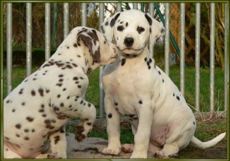 Ohara & Omana vom Teutoburger Wald