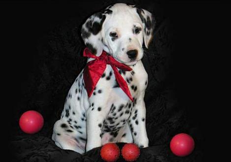 Bilder von unserem O-Wurf