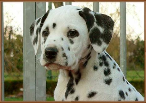 Unser kerniger Rüde: Ozone vom Teutoburger Wald (vermittelt nach: 29308 Meißendorf)