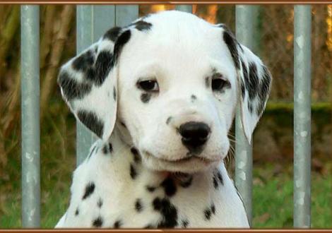 Unsere knackigen Mädels: Obonya vom Teutoburger Wald (vermittelt nach: 7522 JA Enschede / Niederlande)