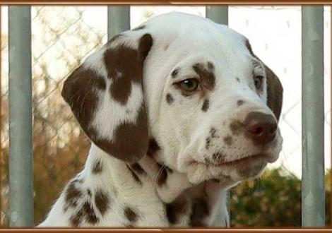Ohara vom Teutoburger Wald (vermittelt nach Finnland: Kennel Double Dot\'s Dalmatians)