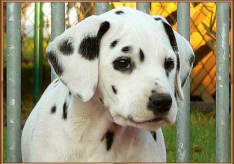 Omana vom Teutoburger Wald (vermittelt nach: 50755 Arnsberg)