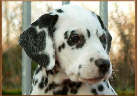 Ondra vom Teutoburger Wald (vermittelt nach: 31177 Harsum/Hönnersum)