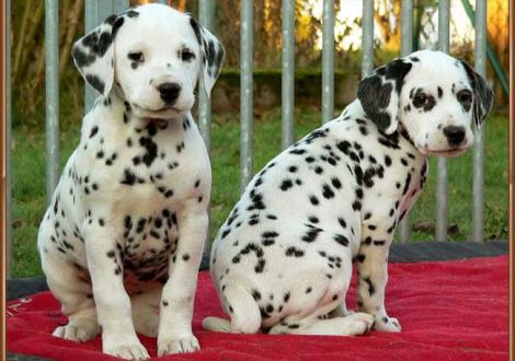 Obonya & Ondra vom Teutoburger Wald