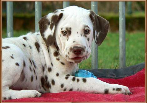 Ohara vom Teutoburger Wald