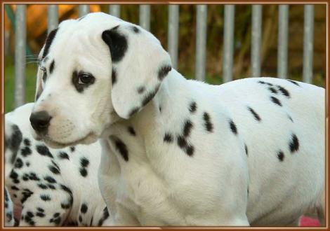 Omana vom Teutoburger Wald