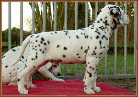 Ozone vom Teutoburger Wald