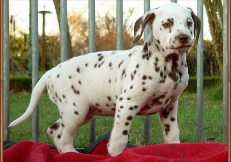 Ohara vom Teutoburger Wald