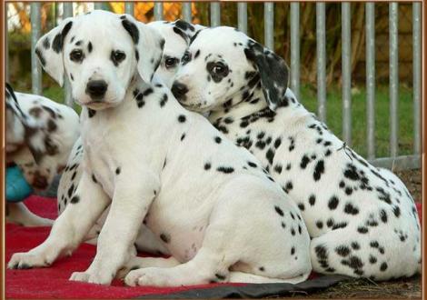 Omana & Ondra vom Teutoburger Wald