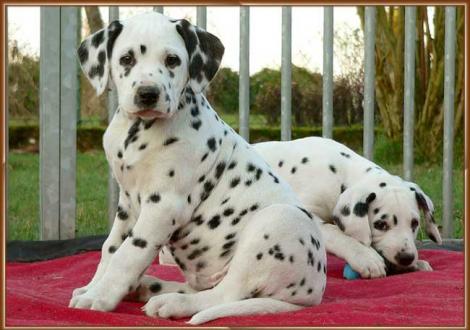 Ozone & Omana vom Teutoburger Wald