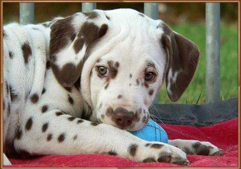 Ohara vom Teutoburger Wald