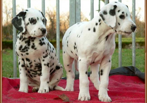 Ondra & Omana vom Teutoburger Wald