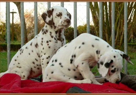 Ohara & Omana vom Teutoburger Wald