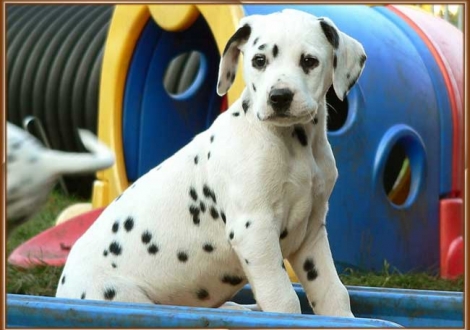Omana vom Teutoburger Wald