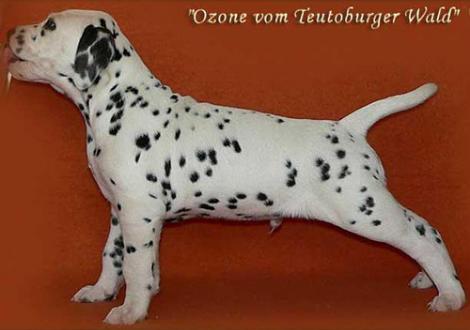 Unser Rüde: Ozone im Alter von 8 Wochen