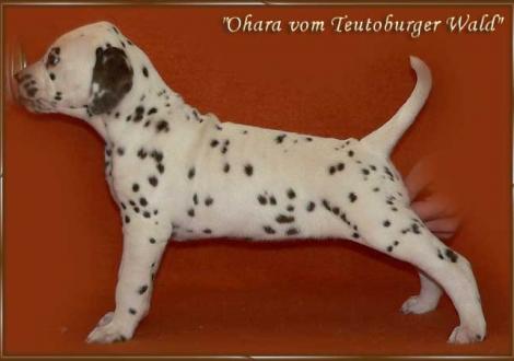 Ohara vom Teutoburger Wald - Ohara im Alter von 8 Wochen