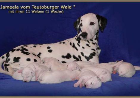 Bilder von unserem P-Wurf